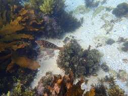 Image of Crimson banded wrasse