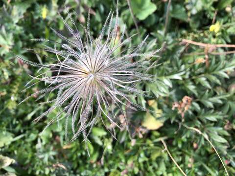 Image of Pulsatilla alpina subsp. schneebergensis D. M. Moser