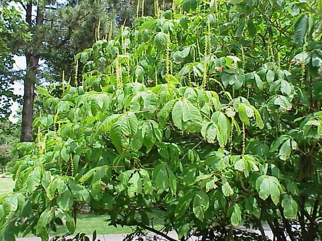 Imagem de Aesculus parviflora Walt.