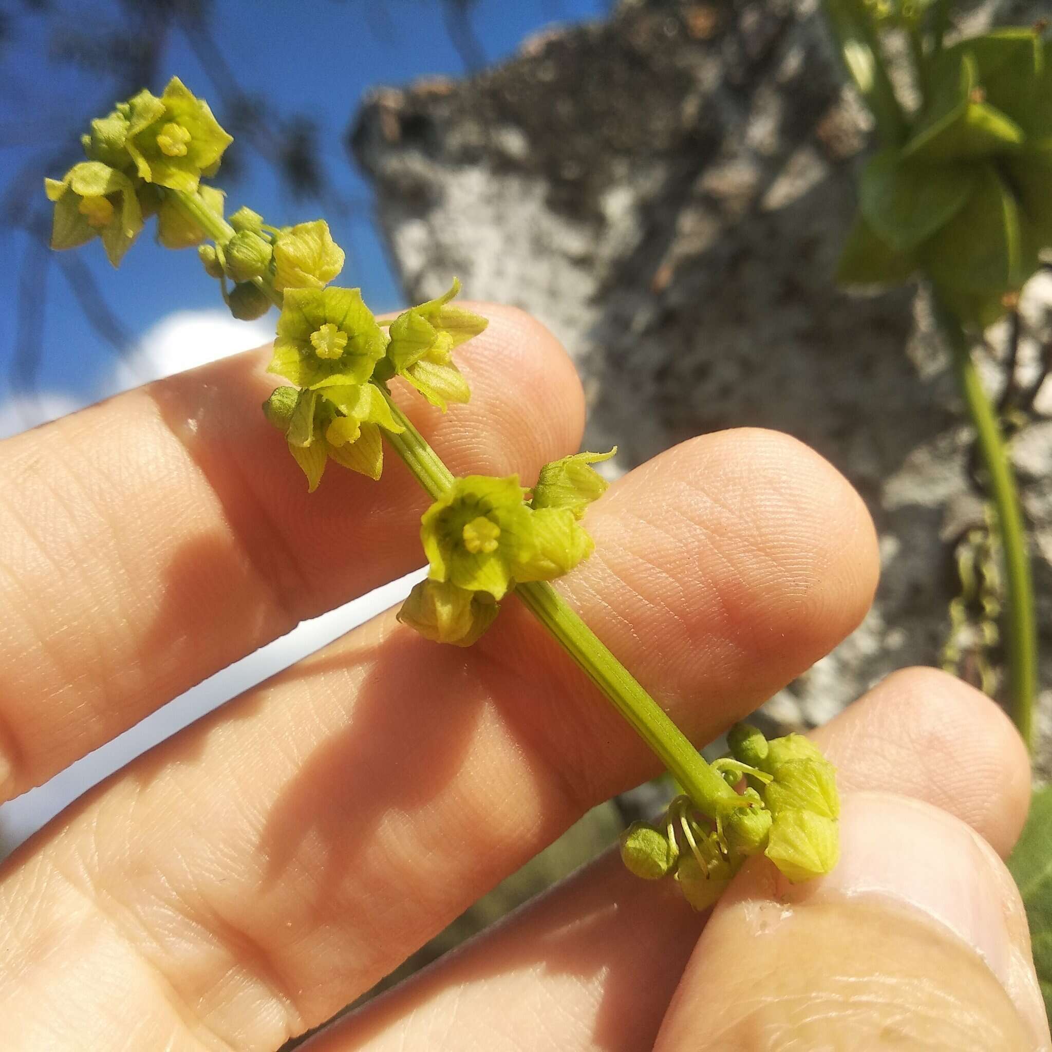 Image of <i>Sechiopsis triquetra</i>