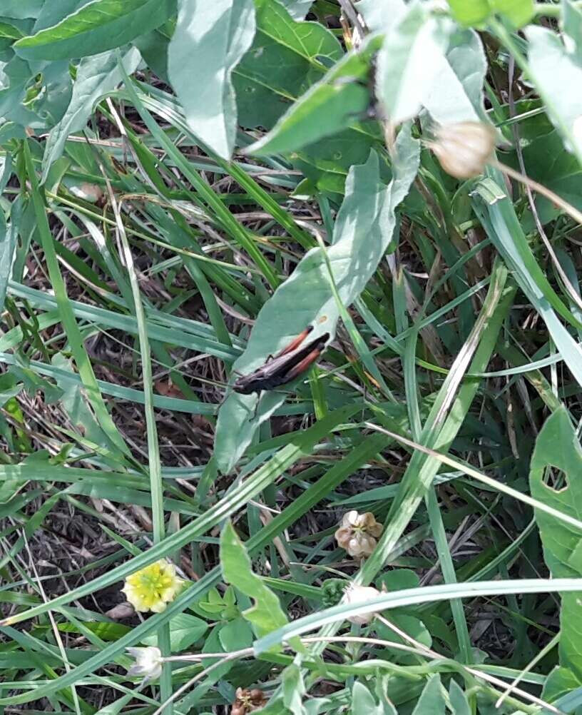 Image of woodland grasshopper