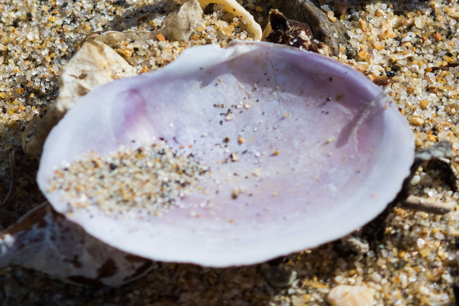 Image of California mahogany-clam