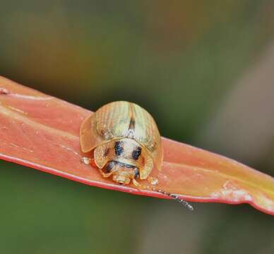 صورة <i>Paropsisterna bimaculata</i>