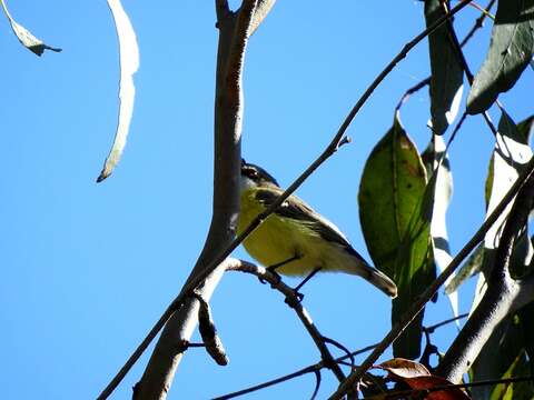 Image of White-throated Gerygone