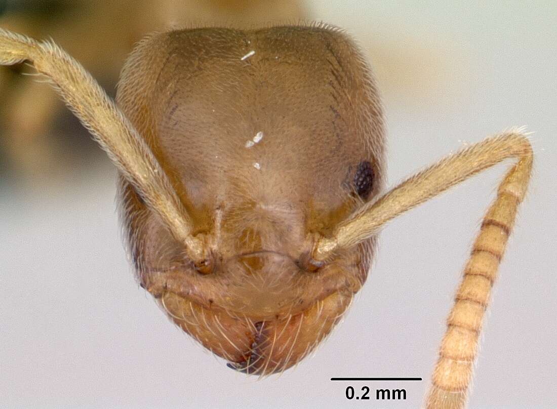 Image of Bothriomyrmex saundersi Santschi 1922