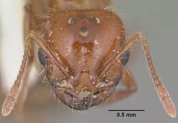 Image of Southern Fire Ant