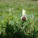 Image of Ophrys nouletii E. G. Camus