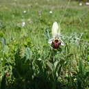 Ophrys nouletii E. G. Camus resmi