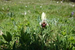 Image of Ophrys nouletii E. G. Camus