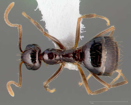 Image of False Honey Ant