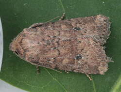 Image of Northern Scurfy Quaker Moth