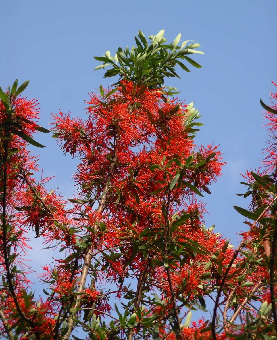 Слика од Embothrium coccineum J. R. Forster & G. Forster