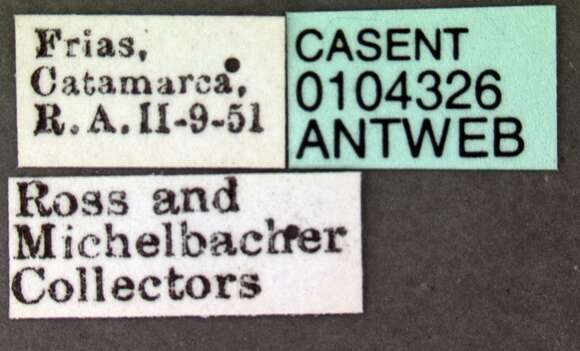 Image of Acromyrmex striatus (Roger 1863)