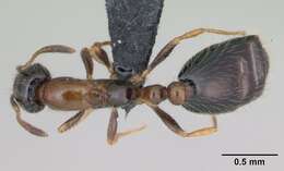 Monomorium floricola (Jerdon 1851) resmi