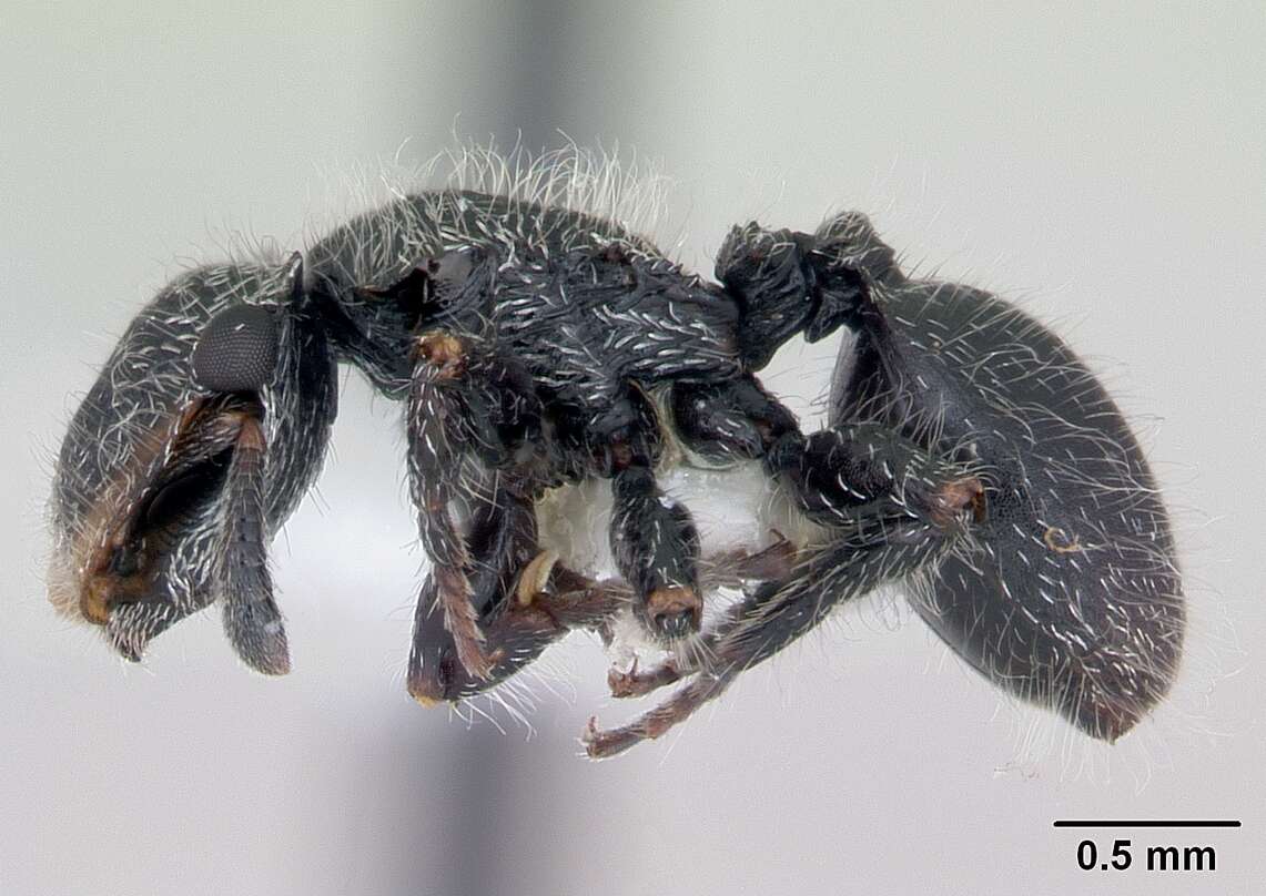 Cephalotes lanuginosus (Santschi 1919) resmi