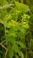 Euphorbia pterococca Brot. resmi