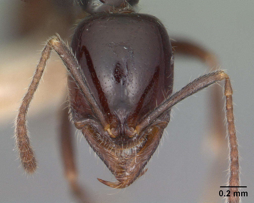 Onychomyrmex hedleyi Emery 1895的圖片