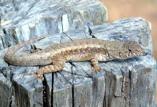 Image of Nelson's Spiny Lizard