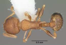 Image of Temnothorax curvispinosus