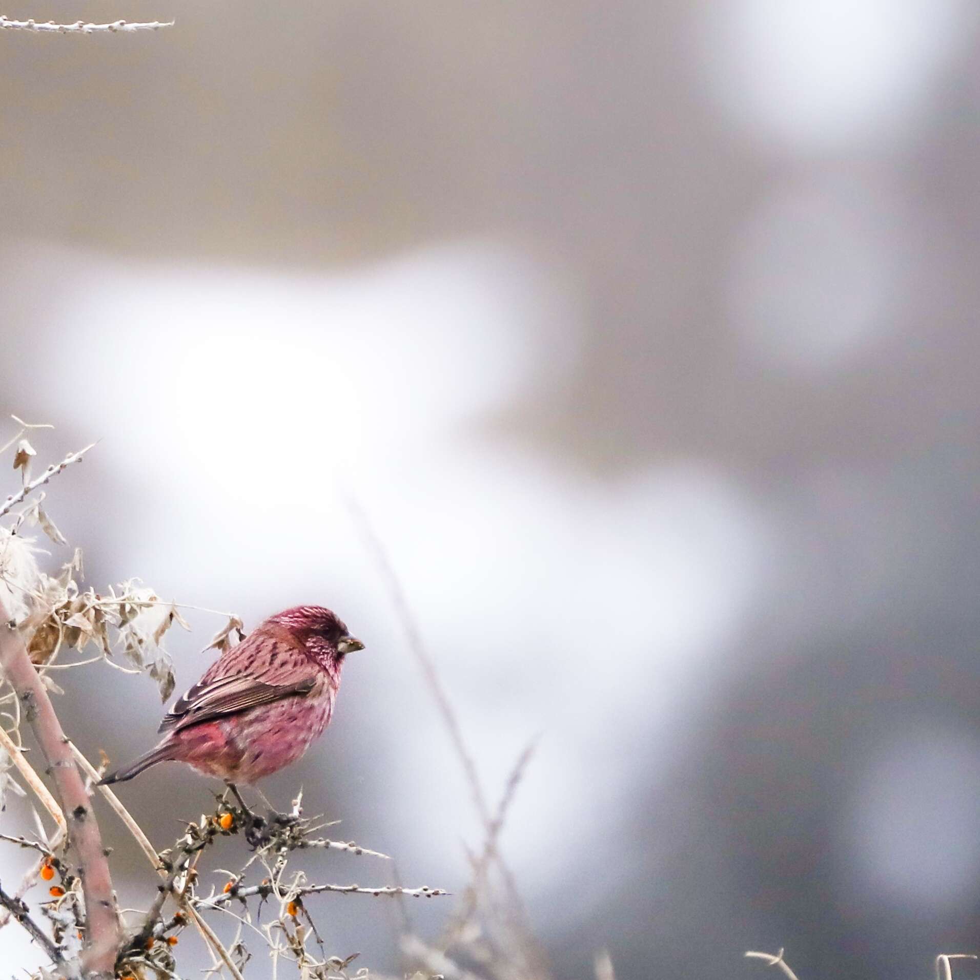 Image of Red-mantled Rosefinch