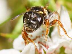 Image of Lasioglossum tertium (Dalla Torre 1896)