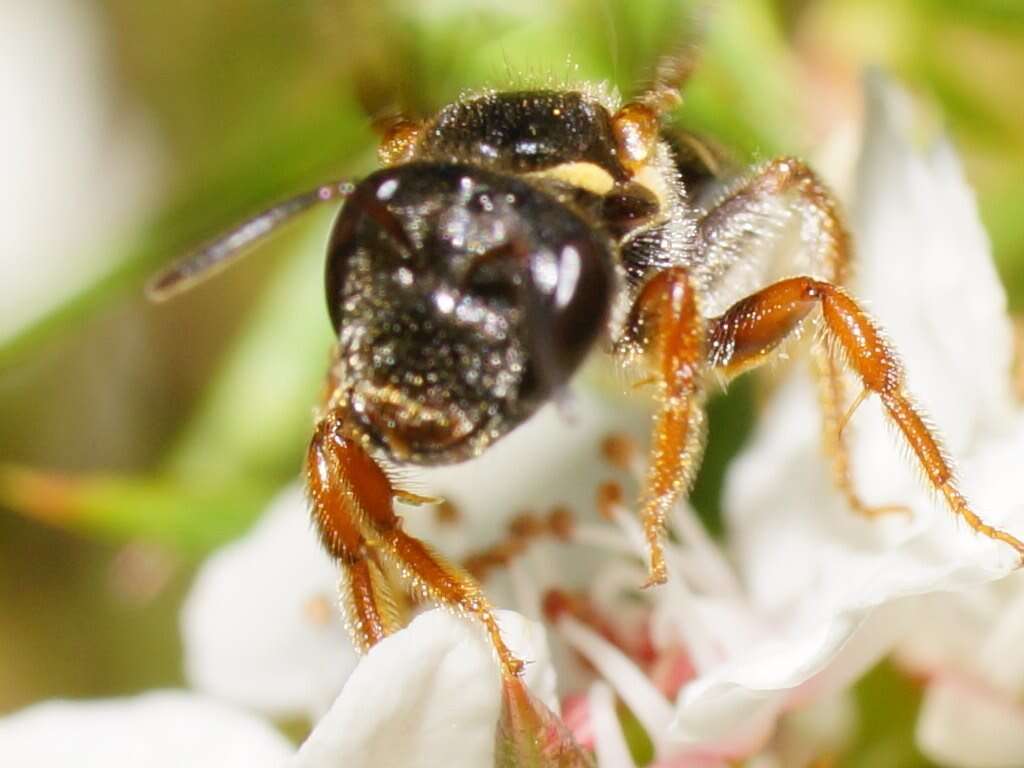 Plancia ëd Lasioglossum tertium (Dalla Torre 1896)