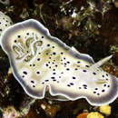 Image of Goniobranchus tritos (Yonow 1994)