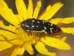 Image of Acmaeodera amabilis Horn 1878