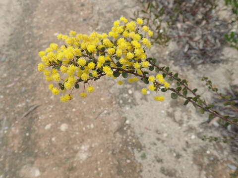 Image of gold-dust acacia