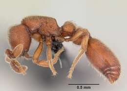 Image of Ant