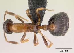 Monomorium floricola (Jerdon 1851) resmi