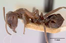 Image of Iridomyrmex conifer Forel 1902