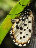 Image of Acraea horta Linnaeus 1764