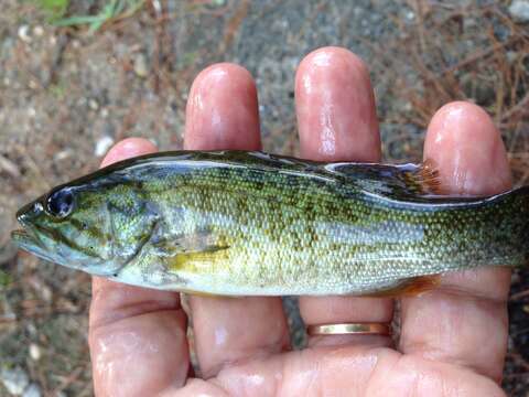 Image of Smallmouth Bass