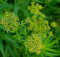 Image of Nuttall's prairie parsley