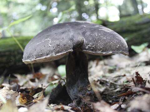 Image of Tylopilus alboater (Schwein.) Murrill 1909