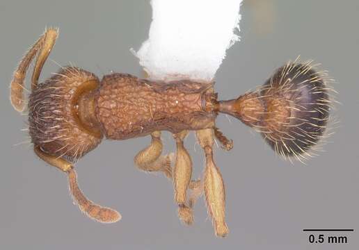 Image of Ant