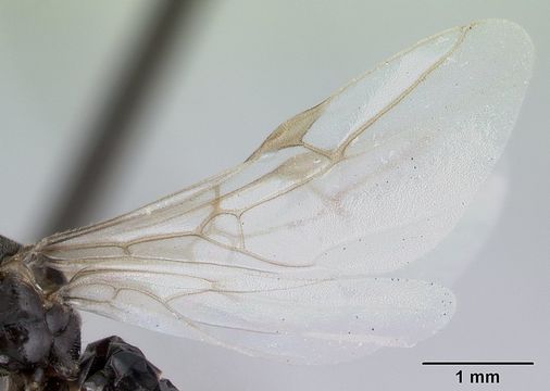 Image of Small black ant