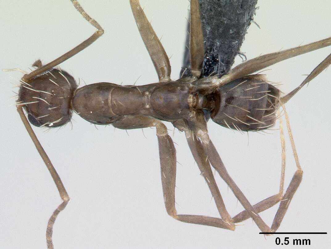 Image of Black Crazy Ant