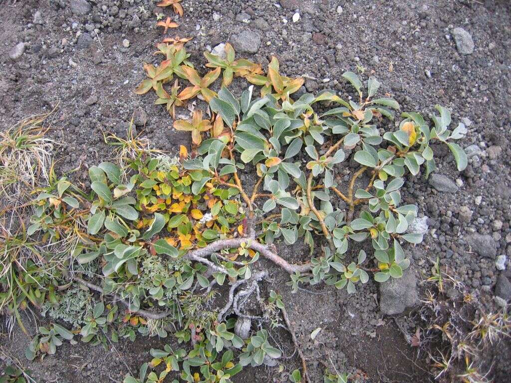 Image of arctic willow