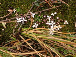 Image of Arcytophyllum filiforme (Ruiz & Pav.) Standl.