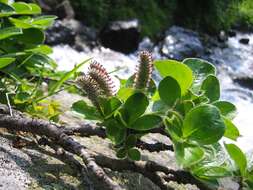 Image of arctic willow