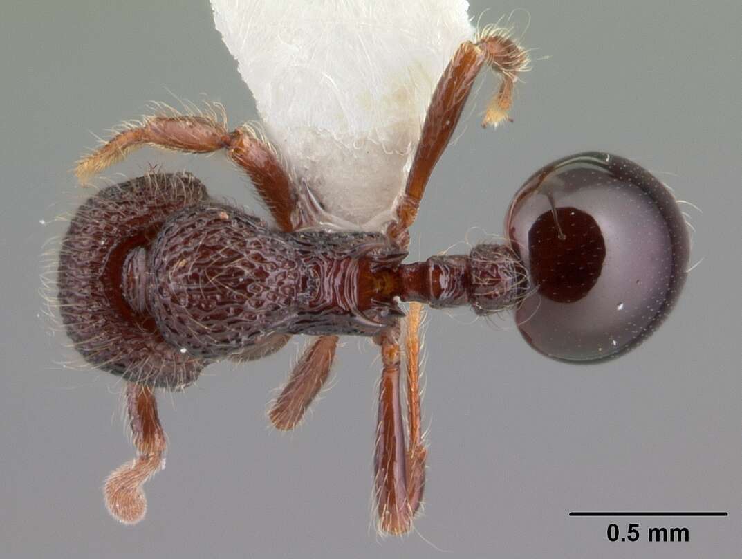 Image of Lachnomyrmex longinoi