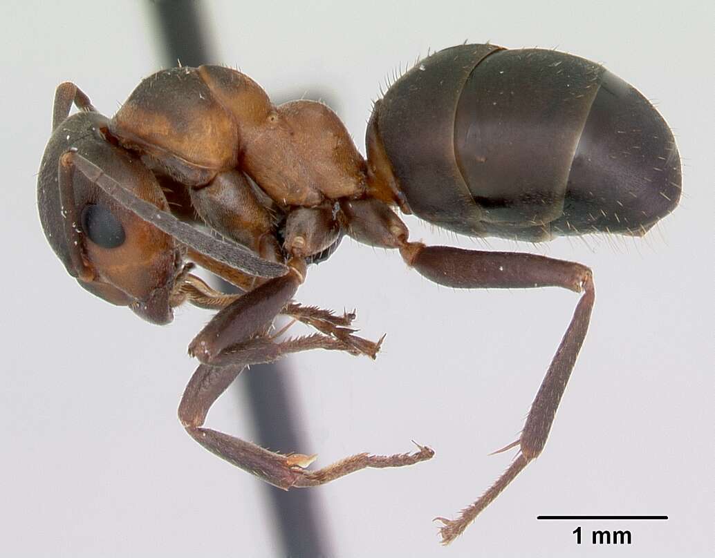 Image of Scottish wood ant