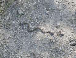 Image of Dunn's Hognose Viper