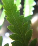 Image of Leather-Leaf Gold-Back Fern