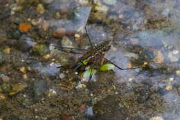 Image of Aquarius chilensis (Berg 1881)