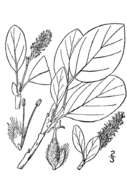 Image of arctic willow
