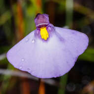 Image de Utricularia barkeri R. W. Jobson