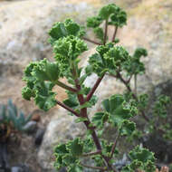 Image of Pelargonium englerianum Knuth